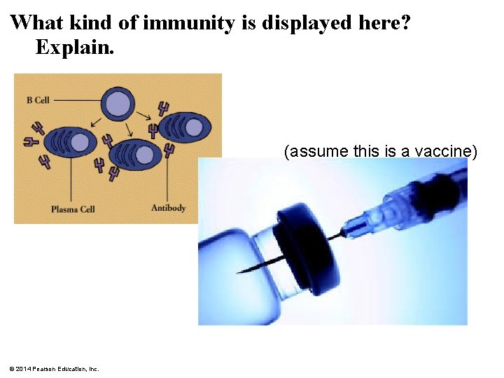 What kind of immunity is displayed here? Explain. (assume this is a vaccine) ©