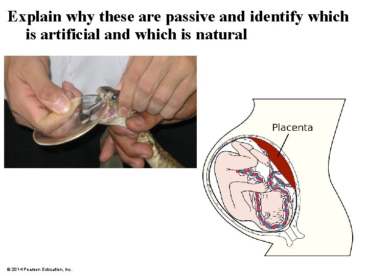 Explain why these are passive and identify which is artificial and which is natural