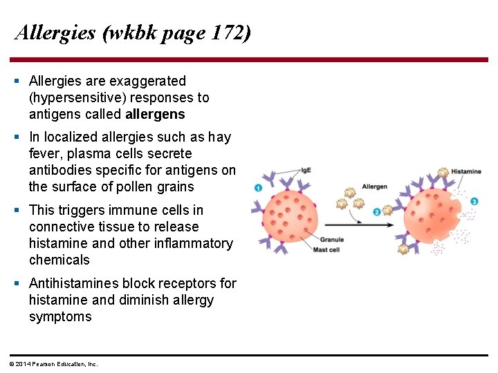 Allergies (wkbk page 172) § Allergies are exaggerated (hypersensitive) responses to antigens called allergens