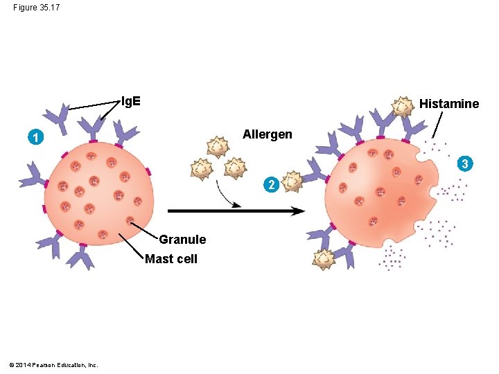 Figure 35. 17 Ig. E Histamine Allergen 1 3 2 Granule Mast cell ©