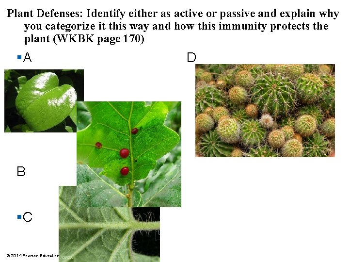 Plant Defenses: Identify either as active or passive and explain why you categorize it