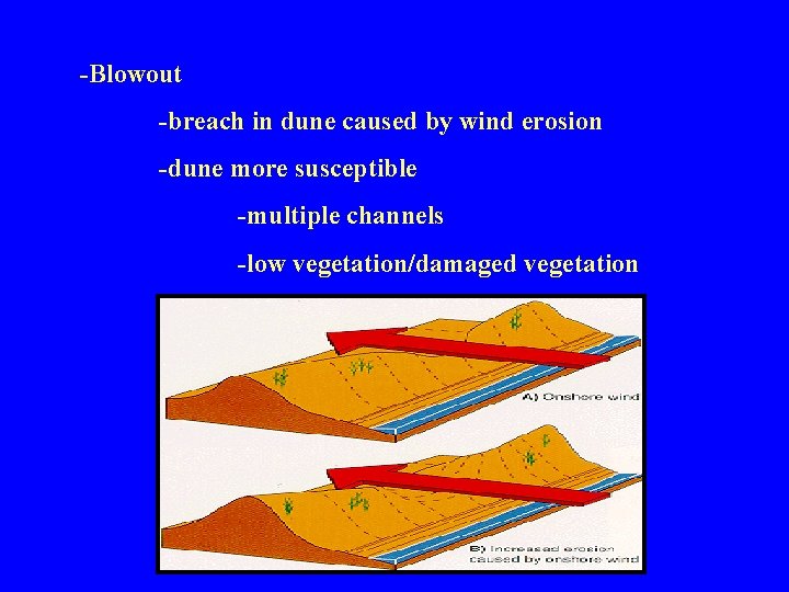 -Blowout -breach in dune caused by wind erosion -dune more susceptible -multiple channels -low