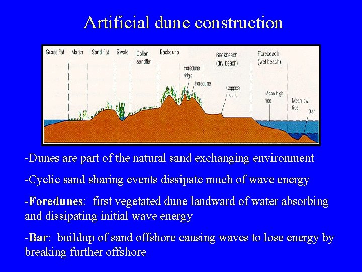 Artificial dune construction -Dunes are part of the natural sand exchanging environment -Cyclic sand