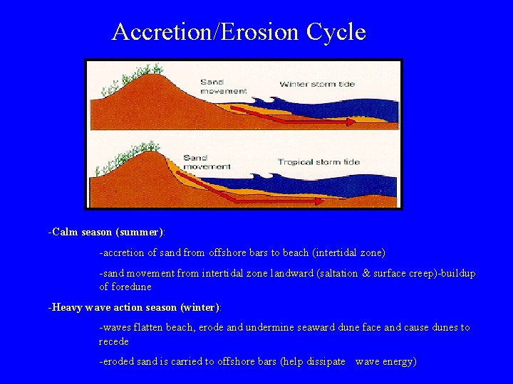 Accretion/Erosion Cycle -Calm season (summer): -accretion of sand from offshore bars to beach (intertidal