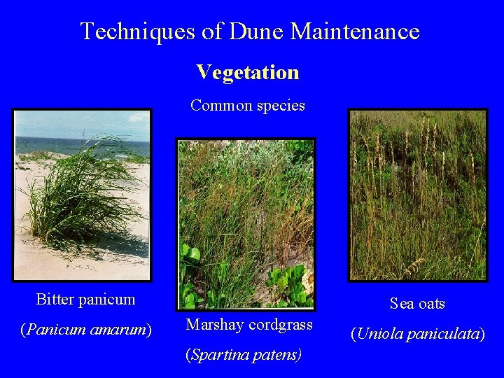 Techniques of Dune Maintenance Vegetation Common species Bitter panicum (Panicum amarum) Sea oats Marshay