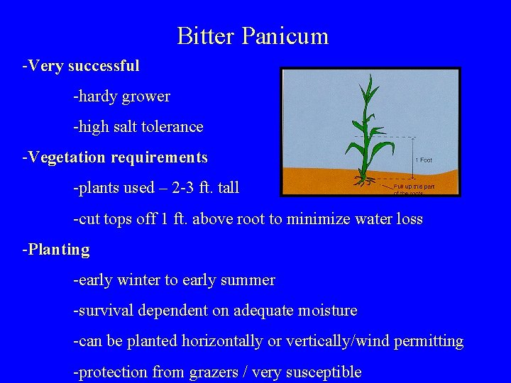 Bitter Panicum -Very successful -hardy grower -high salt tolerance -Vegetation requirements -plants used –