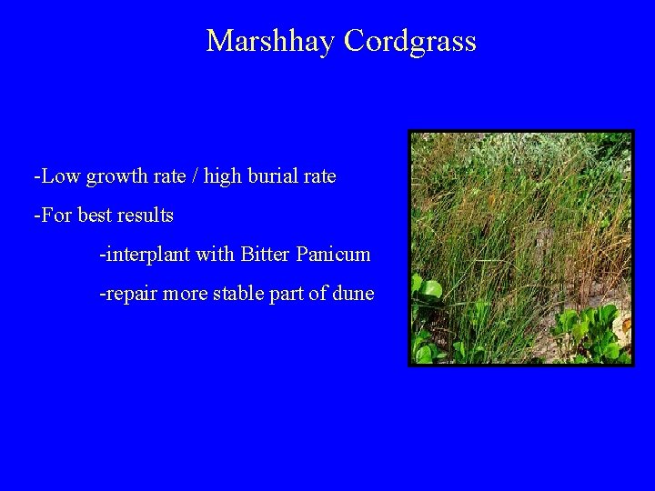 Marshhay Cordgrass -Low growth rate / high burial rate -For best results -interplant with