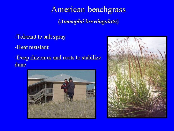 American beachgrass (Ammophil brevilugulata) -Tolerant to salt spray -Heat resistant -Deep rhizomes and roots
