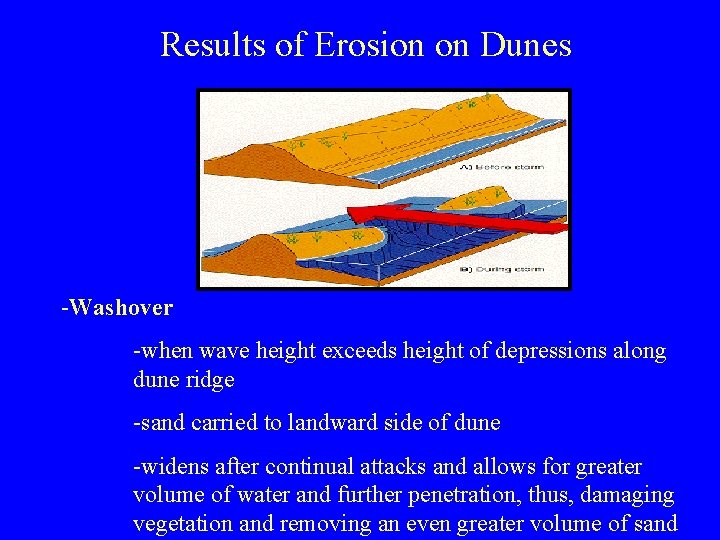 Results of Erosion on Dunes -Washover -when wave height exceeds height of depressions along