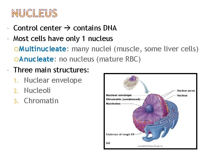  Control center contains DNA Most cells have only 1 nucleus Multinucleate: many nuclei
