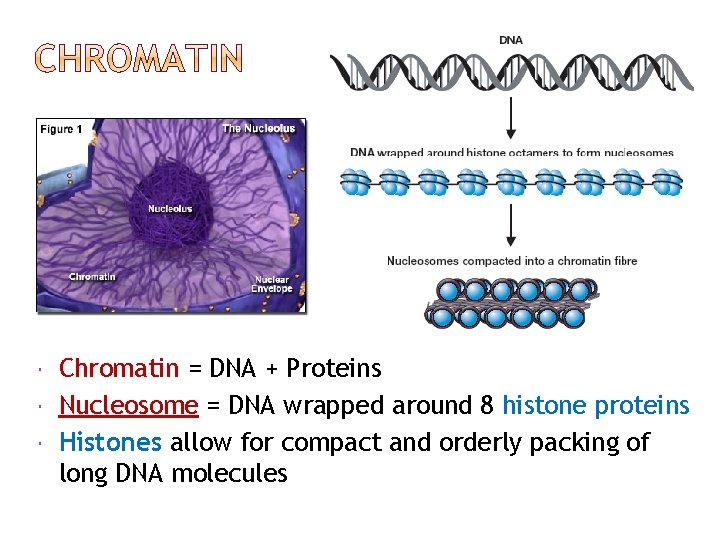  Chromatin = DNA + Proteins Nucleosome = DNA wrapped around 8 histone proteins
