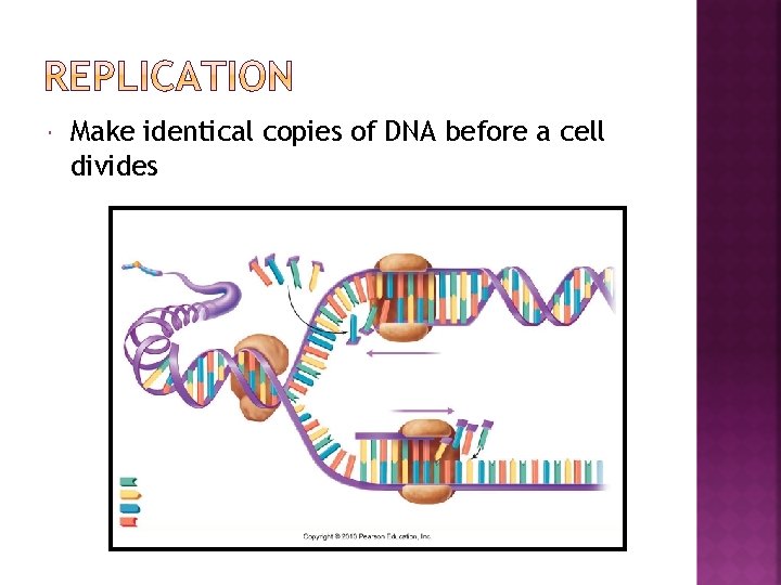  Make identical copies of DNA before a cell divides 