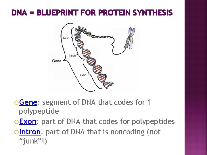 DNA = BLUEPRINT FOR PROTEIN SYNTHESIS Gene: segment of DNA that codes for 1