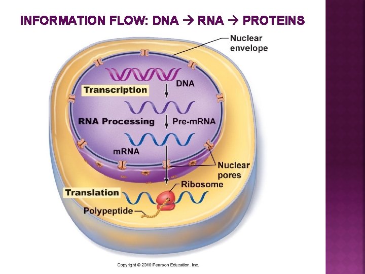 INFORMATION FLOW: DNA RNA PROTEINS 