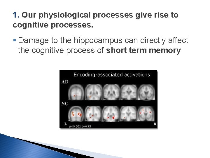 1. Our physiological processes give rise to cognitive processes. § Damage to the hippocampus