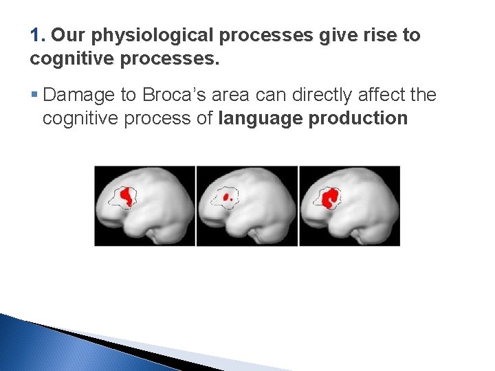 1. Our physiological processes give rise to cognitive processes. § Damage to Broca’s area