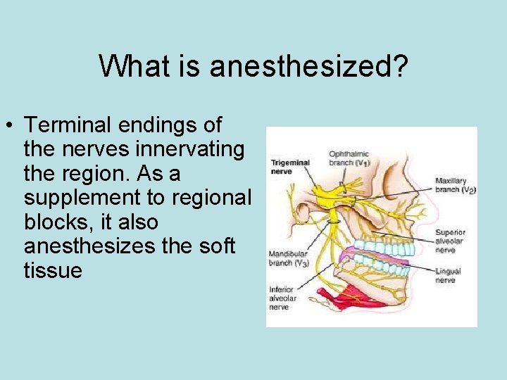 What is anesthesized? • Terminal endings of the nerves innervating the region. As a