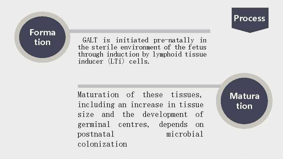 Process Forma tion GALT is initiated pre-natally in the sterile environment of the fetus