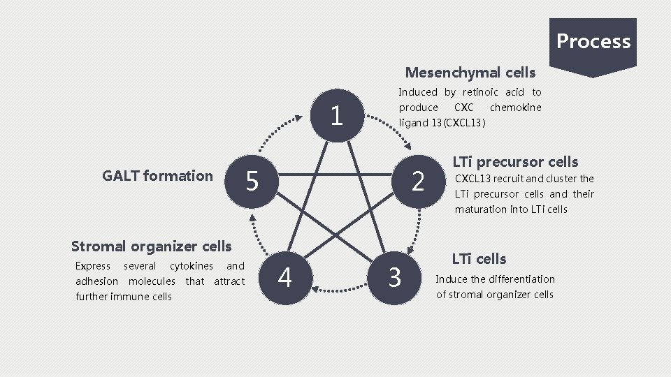 Process Mesenchymal cells 1 Induced by retinoic acid to produce chemokine ligand 13(CXCL 13)