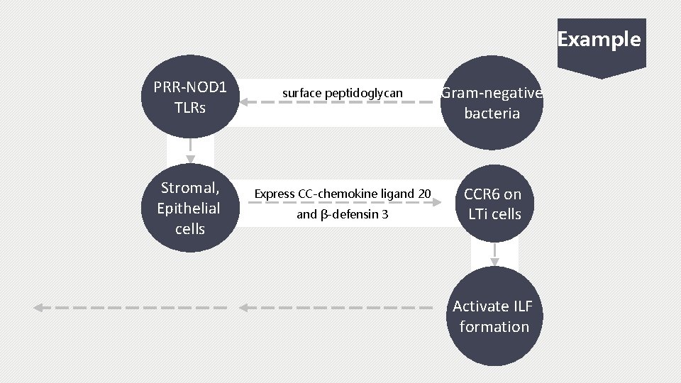 Example PRR-NOD 1 TLRs Stromal, Epithelial cells surface peptidoglycan Gram-negative bacteria Express CC-chemokine ligand