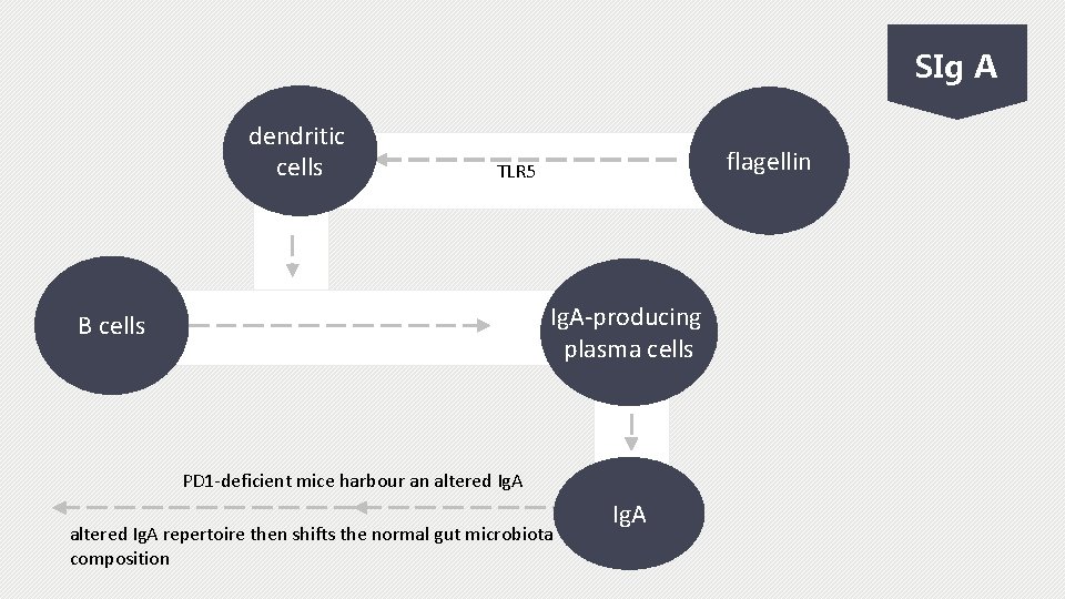 SIg A dendritic cells flagellin TLR 5 Ig. A-producing plasma cells B cells PD