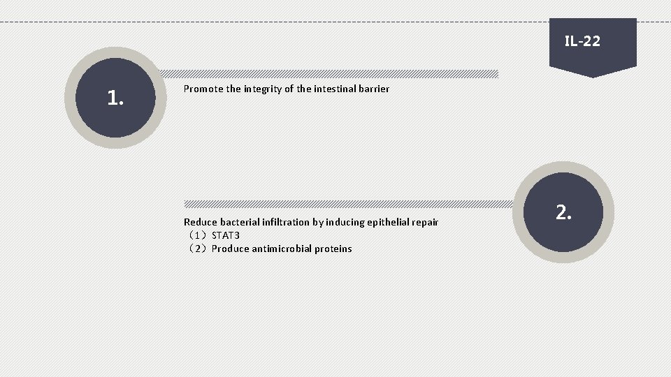 IL-22 1. Promote the integrity of the intestinal barrier Reduce bacterial infiltration by inducing