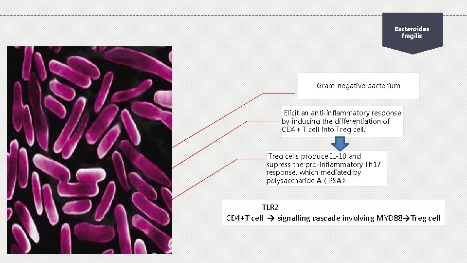 Bacteroides fragilis Gram-negative bacterium Elicit an anti-inflammatory response by inducing the differentiation of CD