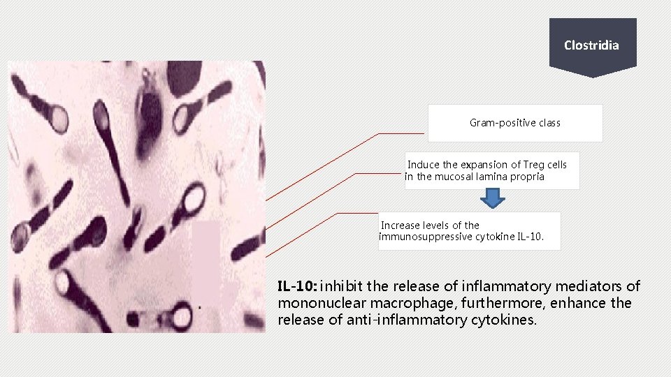 Clostridia Gram-positive class Induce the expansion of Treg cells in the mucosal lamina propria