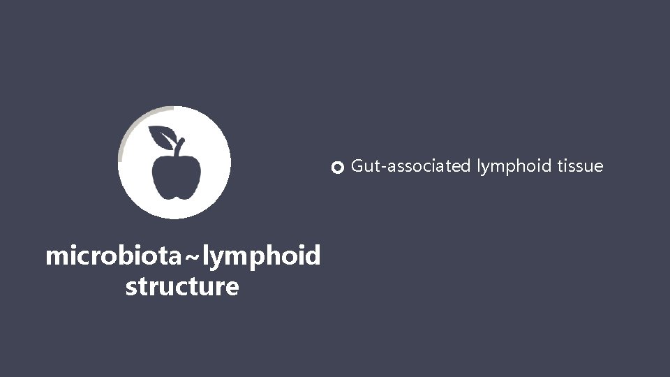 Gut-associated lymphoid tissue → microbiota~lymphoid structure 