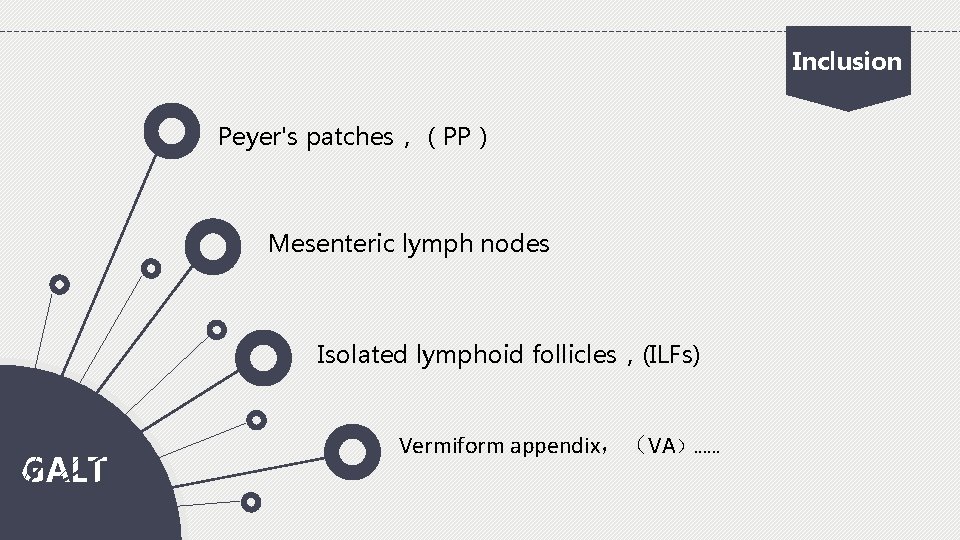 Inclusion Peyer's patches，（PP） Mesenteric lymph nodes Isolated lymphoid follicles，(ILFs) GALT Vermiform appendix，（VA）. . .