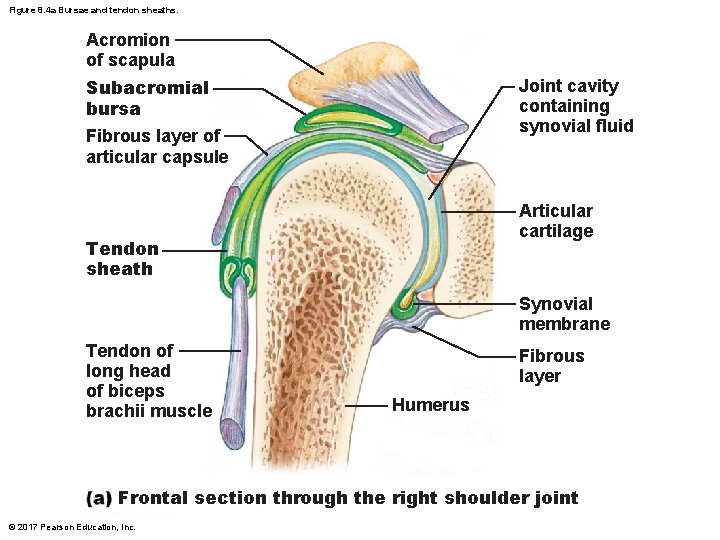 Figure 8. 4 a Bursae and tendon sheaths. Acromion of scapula Subacromial bursa Fibrous