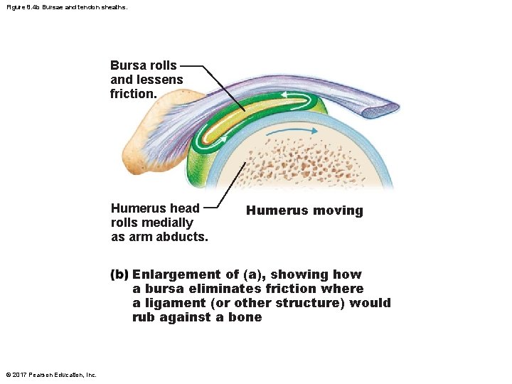 Figure 8. 4 b Bursae and tendon sheaths. Bursa rolls and lessens friction. Humerus