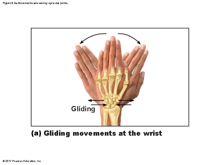 Figure 8. 5 a Movements allowed by synovial joints. Gliding movements at the wrist