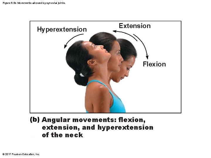 Figure 8. 5 b Movements allowed by synovial joints. Hyperextension Extension Flexion Angular movements: