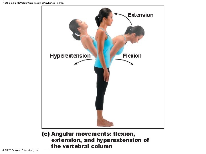 Figure 8. 5 c Movements allowed by synovial joints. Extension Hyperextension © 2017 Pearson