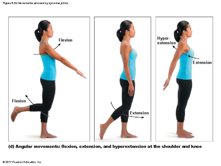 Figure 8. 5 d Movements allowed by synovial joints. Hyperextension Flexion Extension Angular movements: