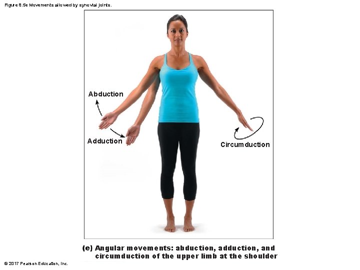 Figure 8. 5 e Movements allowed by synovial joints. Abduction Adduction Circumduction Angular movements: