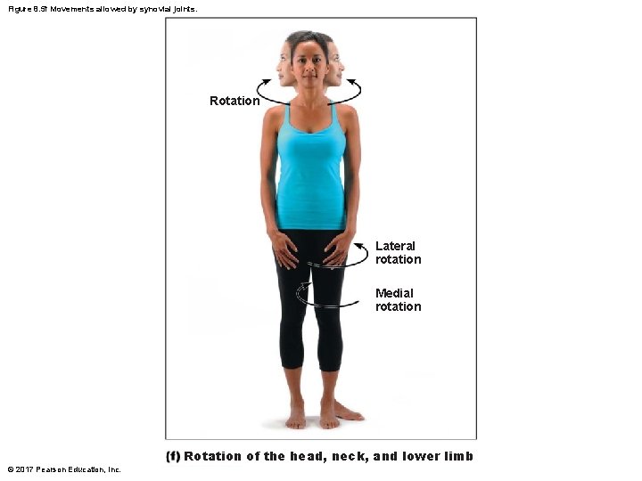 Figure 8. 5 f Movements allowed by synovial joints. Rotation Lateral rotation Medial rotation