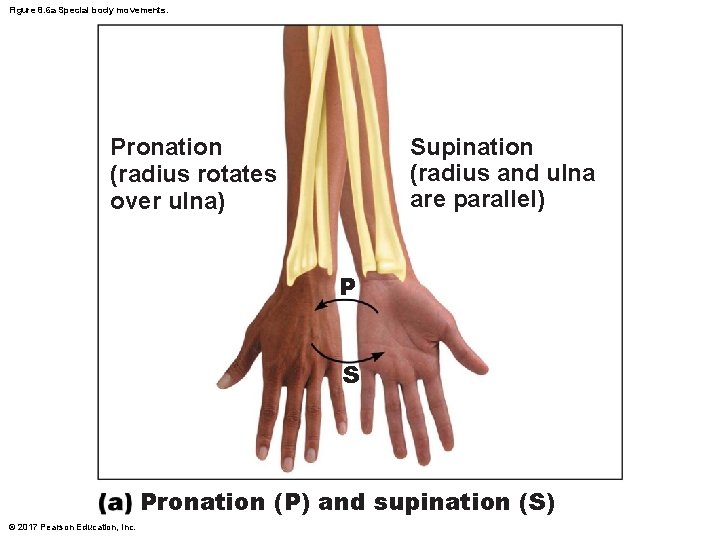 Figure 8. 6 a Special body movements. Pronation (radius rotates over ulna) Supination (radius