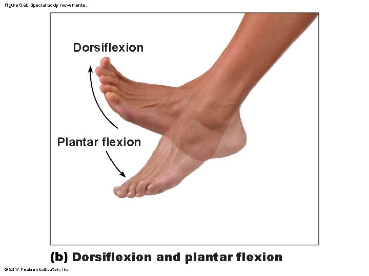 Figure 8. 6 b Special body movements. Dorsiflexion Plantar flexion Dorsiflexion and plantar flexion