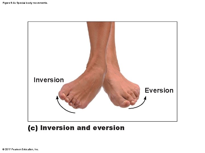 Figure 8. 6 c Special body movements. Inversion Eversion Inversion and eversion © 2017