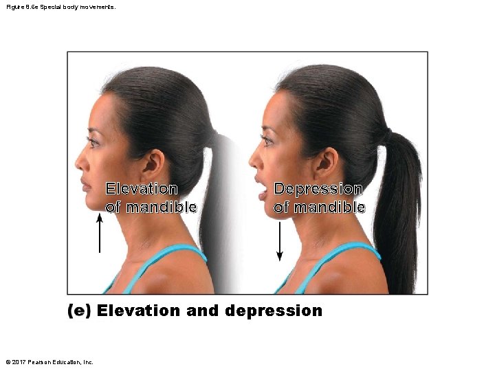 Figure 8. 6 e Special body movements. Elevation of mandible Depression of mandible Elevation