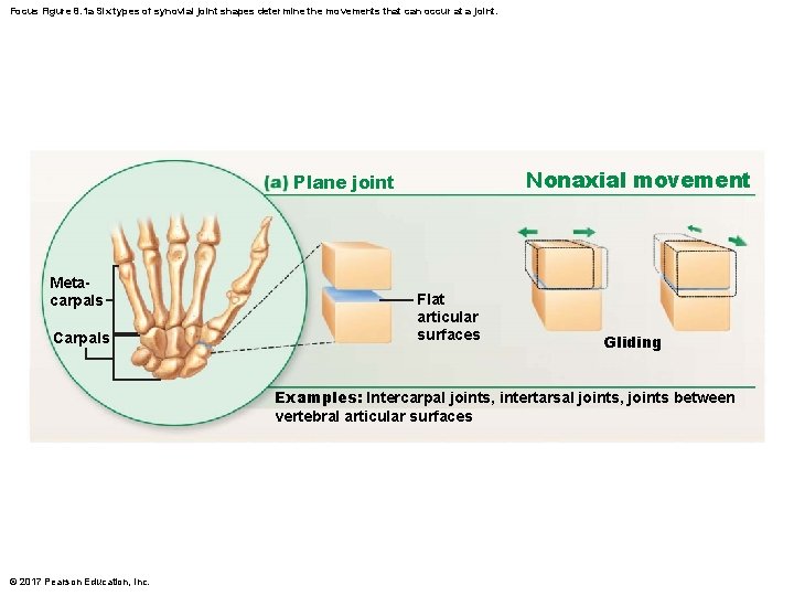 Focus Figure 8. 1 a Six types of synovial joint shapes determine the movements