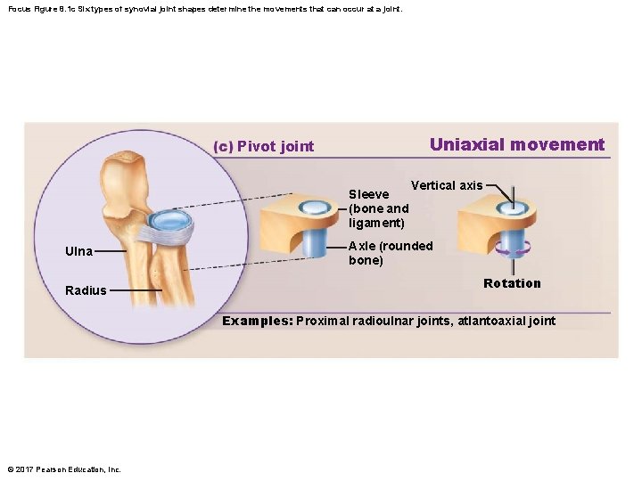 Focus Figure 8. 1 c Six types of synovial joint shapes determine the movements