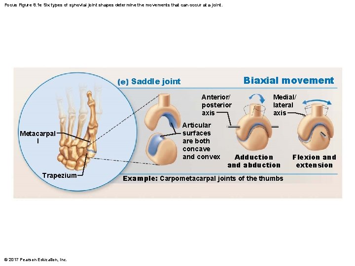 Focus Figure 8. 1 e Six types of synovial joint shapes determine the movements