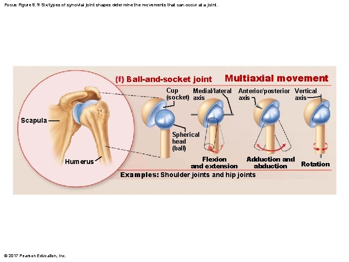 Focus Figure 8. 1 f Six types of synovial joint shapes determine the movements