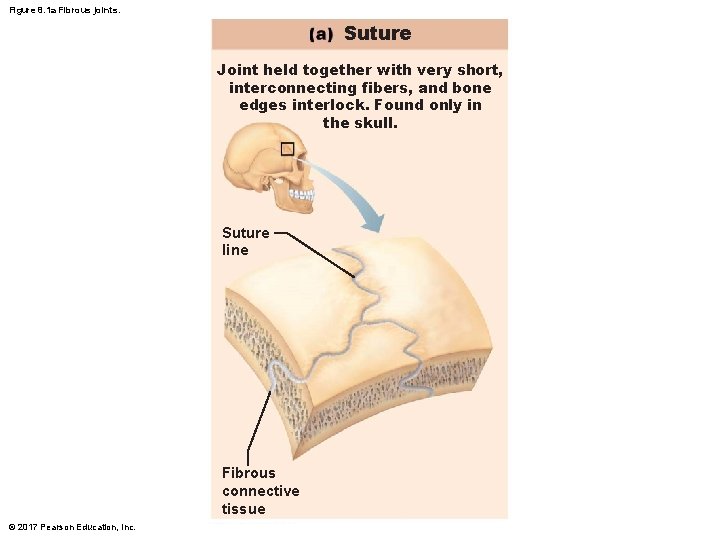 Figure 8. 1 a Fibrous joints. Suture Joint held together with very short, interconnecting