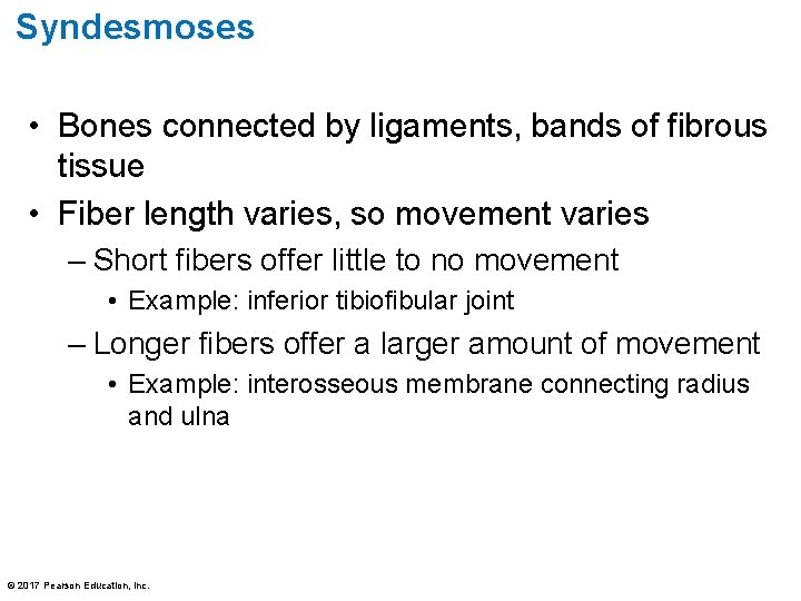 Syndesmoses • Bones connected by ligaments, bands of fibrous tissue • Fiber length varies,