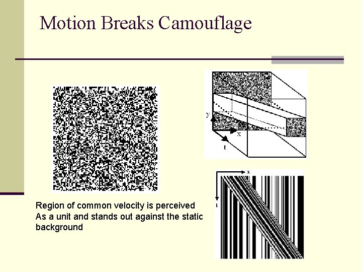 Motion Breaks Camouflage Region of common velocity is perceived As a unit and stands