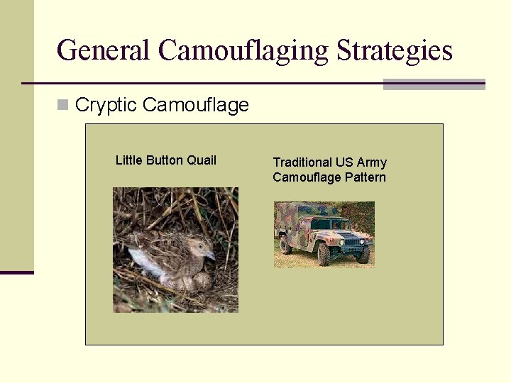 General Camouflaging Strategies n Cryptic Camouflage Little Button Quail Traditional US Army Camouflage Pattern